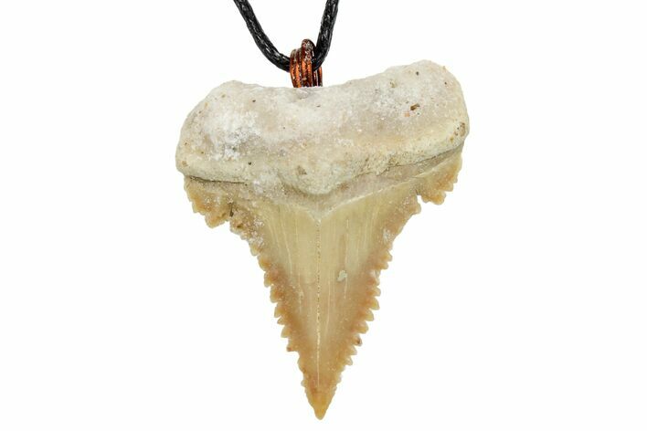 Fossil Shark (Palaeocarcharodon) Tooth Necklace -Morocco #169919